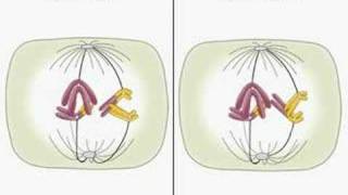 Translocation and meiosis [upl. by Cirre623]