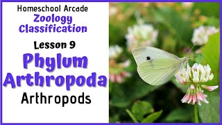 What are Arthropods  Phylum Arthropoda [upl. by Paolina]