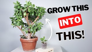 how to grow a LARGE jade plant [upl. by Anelis]