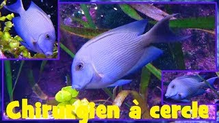 Ctenochaetus strigosus  Bennett 1828  Acanthuridae  Poissonchirurgien à cercle  112017 [upl. by Neraa65]