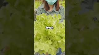 Merlot Lettuce The Superfood You Need gardening salad plants lettuce healthy gardeningplants [upl. by Sholeen]