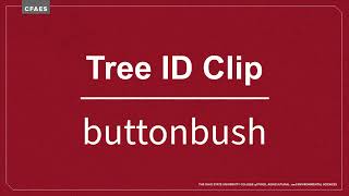 Tree ID Clip buttonbush [upl. by Ernest]