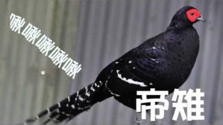 鳥鳥模仿秀首部曲帝雉啾啾啾之美花想聽Diss但賴皮只會帝雉 [upl. by Nirrej]