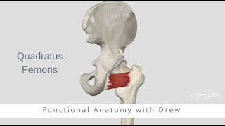 Functional Anatomy Quadratus Femoris [upl. by Oicram]