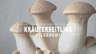 Wie züchtet man Kräuterseitlinge  König Austernpilze in Fruchtbeuteln  Pilze züchten zu Hause [upl. by Ireland]