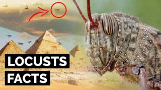 Top 10 Fascinating Facts About Locust [upl. by Bull]