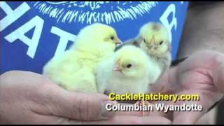 Columbian Wyandotte Chicken Breed [upl. by Annaicul878]