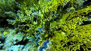 A few giant clams Tridacna maxima in the Red Sea  near Sharm el Sheikh [upl. by Htiek]