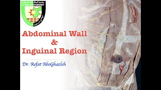 Abdominal Wall and Inguinal Region [upl. by Eerok]