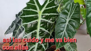 ALOCASIAS CUIDADOS BÁSICOS jardinalocasia [upl. by Edak426]