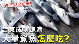 鯊魚可以抓這麼多嗎   5000公斤鯊魚跟鮪魚在競標，成功漁港現場鯊魚處理的畫面真的太衝擊了 [upl. by Lerak71]