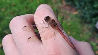 A Red Veined Dartwing Landed on me [upl. by Trinidad]