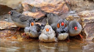 Zebra Finch Breeding tipsZebra Finch bird food list and Nest Box cage setup Zebra Finch Care [upl. by Llerryt]