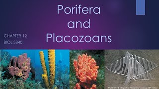 3840Chapter 12 Porifera and Placozoa [upl. by Namref348]