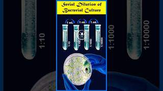 Serial Dilution Making Bacteria Countable ⚗️ microbiology scienceexplained serialdilution [upl. by Adnam]