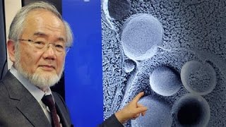 SelfEating Cell Research Wins Nobel in Medicine [upl. by Guido]