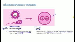 Células haploides y diploides [upl. by Chevalier]