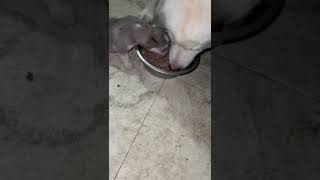 Husky puppies start eating [upl. by Pharaoh]