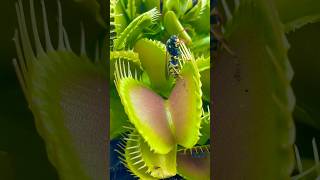 Venus fly trap plant vs wasp venusflytrap [upl. by Yliak]