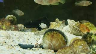 Neolamprologus multifasciatus colony [upl. by Scarrow]