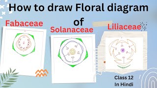 Floral Diagram of FabaceaeLiliaceae and Solanaceae class 12In Hindi [upl. by Ellehcsar]