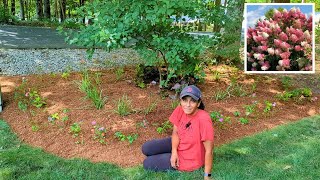 Underplanting A Hydrangea With Companion Plants [upl. by Henricks104]