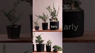 Bonsaify  Phases of Juniper Development bonsai [upl. by Merp]