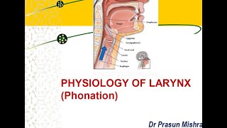 Physiology Of Larynx  Phonation [upl. by Tori450]