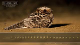 Fierynecked Nightjar Call amp Sounds  An iconic night sound of the African bush [upl. by Pironi]