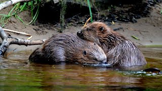 New Home For Our Glenfarg Beavers  Natures Engineers [upl. by Bellew758]