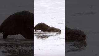 River Otter Gliding Across Icy Waters riverotter otter wildwildlife wildlife nature animals [upl. by Ettellocin]