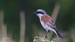 Redbacked shrike song  Lanius collurio  sfrâncioc roșiatic [upl. by Clemen]