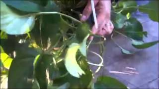 Trimming a pothos plant [upl. by Rehpotsirc]