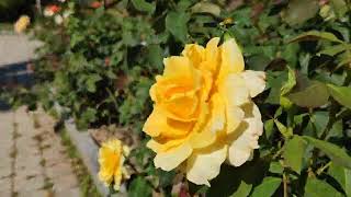 Schöner Rundgang Rosengarten Pitten Rosen Blühen Blüte der Königin der Blumen [upl. by Liborio763]