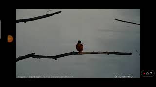 Martín pescador Webcam laguna Riet Vell seobirdlife [upl. by Syxela]