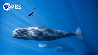 Befriending a Sperm Whale [upl. by Evita]