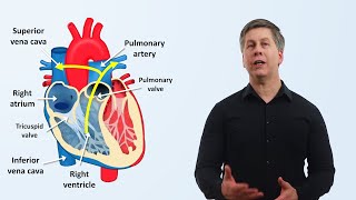 The Cardiovascular System An Overview [upl. by Tandie]