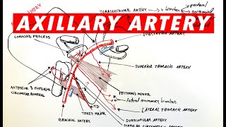 Anatomy  Axillary artery branches [upl. by Ellerret]