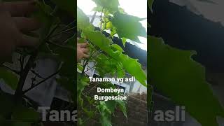 Dombeya Burgessiae yg asli [upl. by Pollerd]