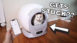 What I DIDNT LIKE About the Sousia Automatic Cat Litter Box  Demo [upl. by Velasco452]