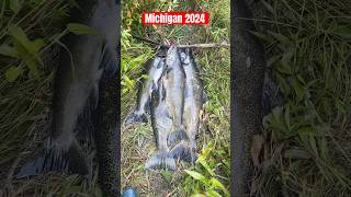 Pesca extraordinaria Salmón REY en MICHIGAN fishing freshwaterfish pesca gigantesderio [upl. by Kincaid]