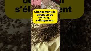 Cueillette 2 essaim apiculture abeille bee essaim naturesounds beekeeper [upl. by Atinrehs]