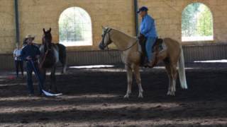 Teaching a stallion to control himself around other horses [upl. by Naamana]