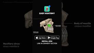 Paranasal sinuses  Anatomy amp Function  EasyAnatomy Shorts [upl. by Urson]