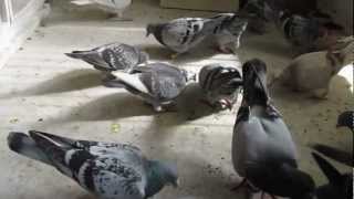 pigeons racing the secret of feeding young birds from training [upl. by Etnahsa]