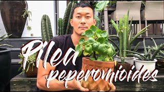 Pilea peperomioides care and propagation [upl. by Settera]