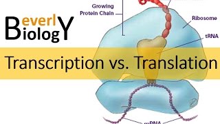 Transcription vs Translation [upl. by Russom]