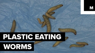 Worms eating plastic waste [upl. by Nich]