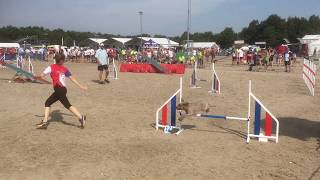 lagotto romagnolo FLORA at EO2019 agility run clean [upl. by Meece]