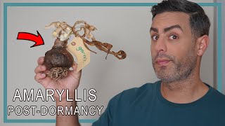 HowTo Best Prepare Amaryllis Bulbs For PostDormancy To Rebloom Amaryllis Dormancy Care Guide [upl. by Abernon]